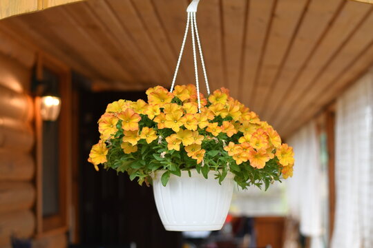 Hanging basket with blooming yellow and orange petunia flowers on a wooden porch.