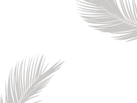 Tropical Palm Leaves shadow overlay, minimalist monochrome palm leaf frame design
