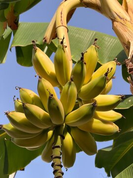 Bunch of unripe green bananas growing on banana tree in tropical garden