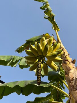 Green banana cluster ripening on tree, organic tropical fruit farming background