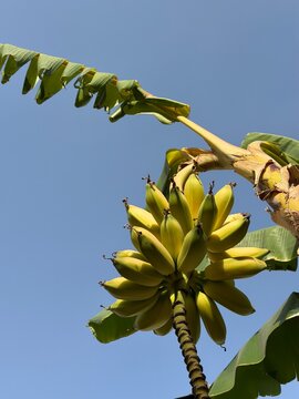Green banana cluster ripening on tree, organic tropical fruit farming background
