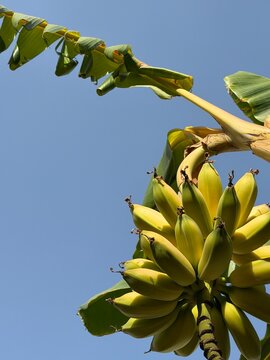 Fresh green banana bunch hanging on tree branch, close-up tropical fruit plantation