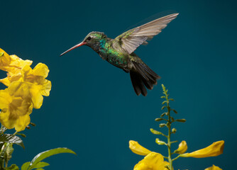 Fototapeta premium Broad-billed hummingbird flying in to feed on a flower