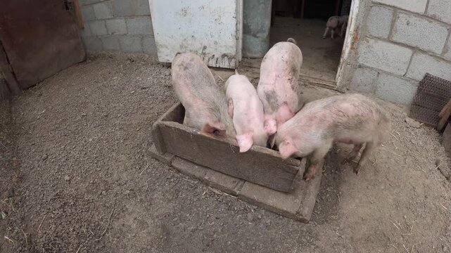  Piglets eating from wooden trough