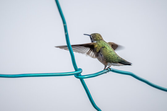 Female Ruby-throated hummingbird (Archilochus colubris)  launching to new destinations.