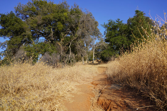 Hiking trail along Folsom Lake in the Sierra Foothills, Northern California