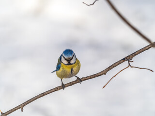 Fototapeta premium Cute bird, Eurasian blue tit, songbird sitting on a branch without leaves in the autumn or winter