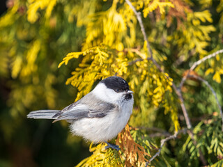 Fototapeta premium Cute bird the willow tit, song bird sitting on a branch without leaves in the winter.