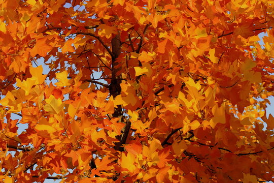 Liriodendron tulipifera tulip tree beautiful golden autumn leaves close up, vibrant yellow fall foliage background