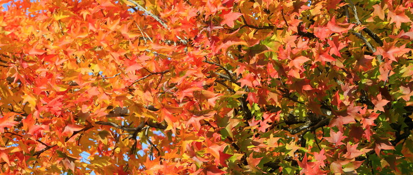 Beautiful autumn leaves of Liquidambar styraciflua American sweetgum close up, colorful fall foliage, tree branches in autumn park