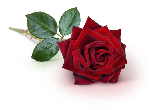 Blumen 1522