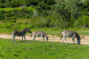 Fototapeta premium Zebra herd on safari in South Africa