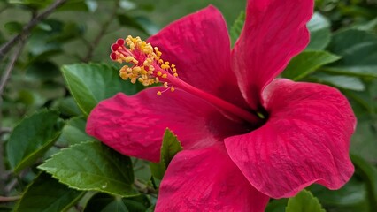Vibrant red hibiscus flower showcasing delicate stamen and lush green petals captured with a sharp focus in natural garden sunlight © CR1