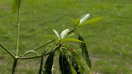 Vibrant green plant foliage displays distinct textured leaves growing on a thin stem against soft natural outdoor grassy blurred background © CR1