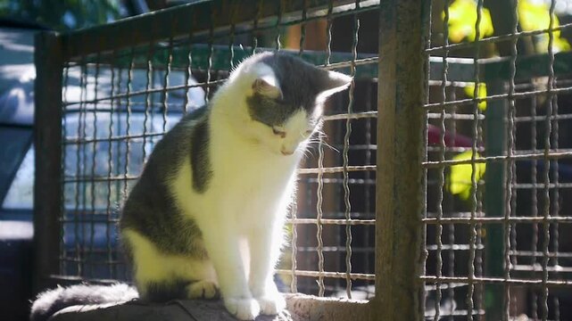 A domestic cat with white and gray fur sits calmly on a wooden surface behind a wire fence in warm natural sunlight. Peaceful outdoor scene with a curious feline looking directly at the camera.
