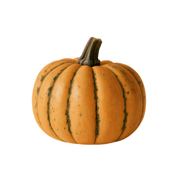 Fresh orange squash cucurbita pepo winter squash fruit isolated on dark background for autumn holiday decoration and healthy seasonal food