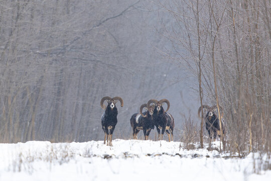 Male mouflons standing in snowy forest during winter snowfall