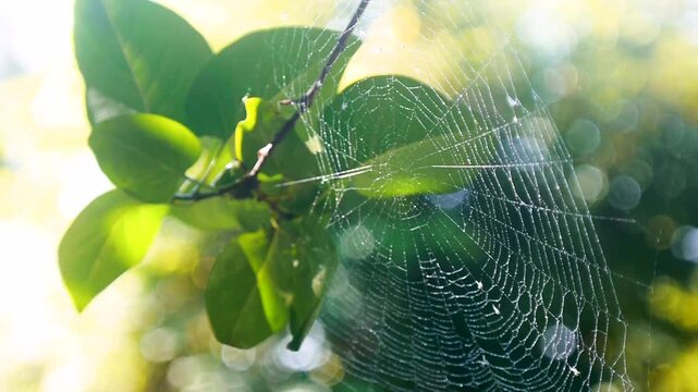 Delicate spider web covered with sparkling droplets stretches between green leaves in warm sunlight. Soft bokeh, natural lens flare, and shallow depth of field create a peaceful atmospheric close-up o