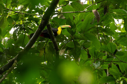&laquo;Tuc&aacute;n pico iris (Ramphastos sulfuratus) en la selva tropical de Costa Rica&raquo;