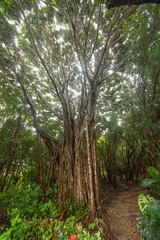 Fototapeta premium Lush tropical greenery after rain