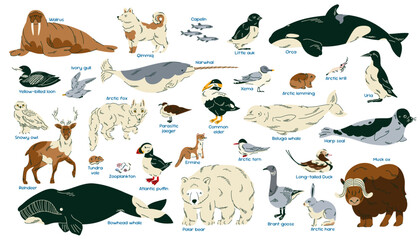 Large Arctic wildlife collection with illustrated polar mammals, marine animals and northern birds with species names for educational posters, children books, classroom decor and nature learning © Senaysky