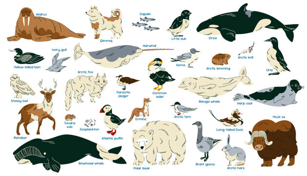 Large Arctic wildlife collection with illustrated polar mammals, marine animals and northern birds with species names for educational posters, children books, classroom decor and nature learning