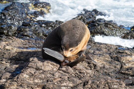 Subantarctic fur seal (Arctocephalus tropicalis) licking its testicles on Nightingale Island in the South Atlantic Ocean
