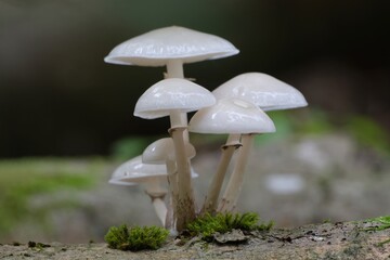 Beautiful white forest mushrooms - Mucidula mucida, Oudemansiella mucida, commonly known as porcelain fungus © Iwona