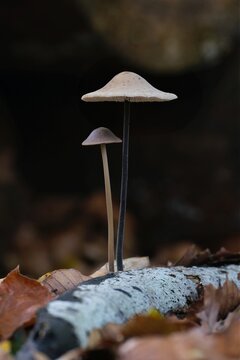 Two small mushrooms with slender stems and bell-shaped caps growing on wood, resembling garlic parachute (Mycetinis alliaceus, formerly Marasmius alliaceus) 