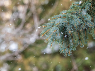 Green fir branches in winter covered with snow © Dmitrii Potashkin