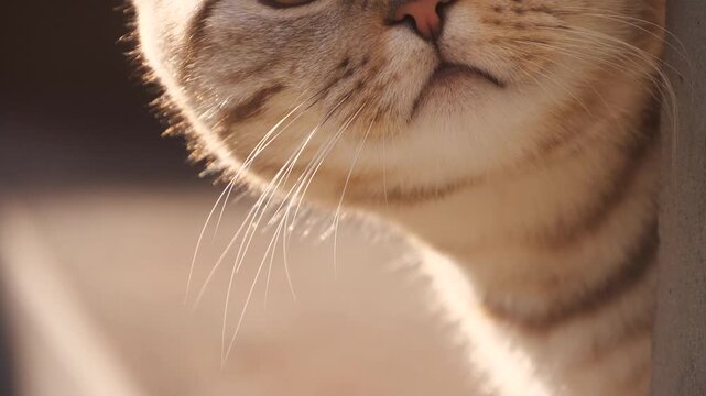close up portrait of a cat