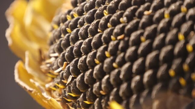 Sunflower Head Close Up