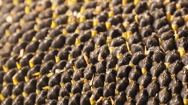 Sunflower Head Close Up