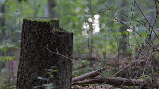 Moss-covered tree stump in a forest