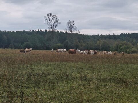 Rinderherde auf einer weiten Wiese vor einem herbstlichen Wald unter bew&ouml;lktem Himmel in ruhiger l&auml;ndlicher Landschaft