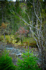 Fototapeta premium Slender Tree with Clusters of Vibrant Red Berries Near Forest Stream in Switzerland