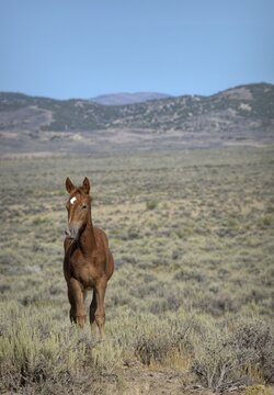 Foal of the Year Out of Dam: Sabe and Sire: Flicky Wild Horse of the Sand Wash Basin in Colorado Sage Brush Mountains