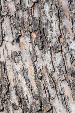 The texture of the bark of an old apple tree