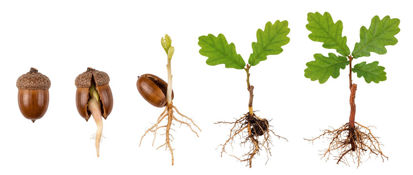 Oak tree acorn germination sequence showing sprout lifecycle progression from seed to young sapling plant with roots on black background for business development, financial growth, ecology concepts