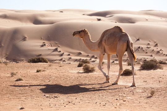 Dromedary camel in Wahiba Sands desert, Oman