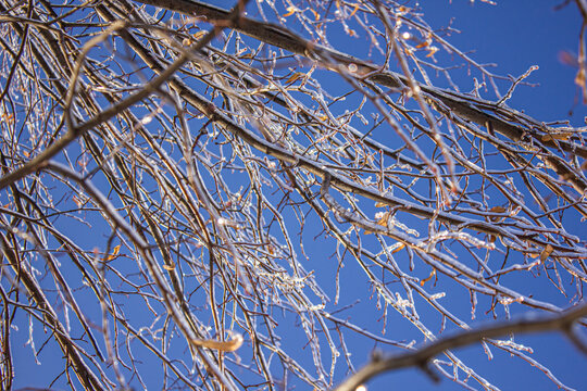Frozen tree branches covered in ice crust against a clear blue sky in winter, cold weather natural background.