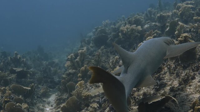 Nurse Sharks in Belize