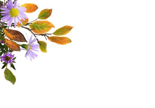 Autumn twigs with colorful leaves and purple flowers in a corner arrangement isolated on white  or transparent background