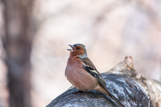 Common chaffinch, Fringilla coelebs, sits on a tree. Common chaffinch in wildlife.