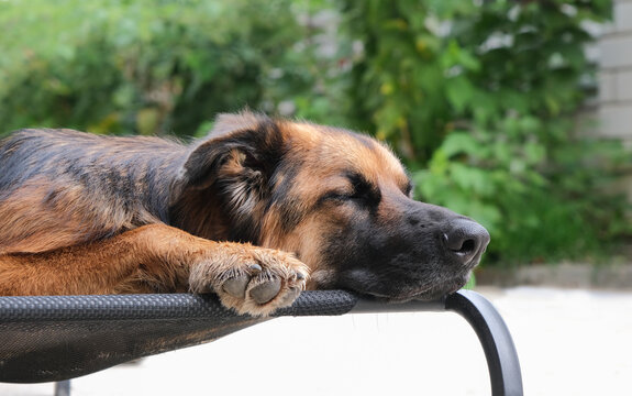 relaxed German shepherd sleeping on fabric dog bed in the backyard