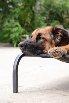relaxed German shepherd sleeping on fabric dog bed in the backyard