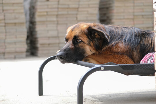 relaxed German shepherd lying on fabric dog bed in the backyard