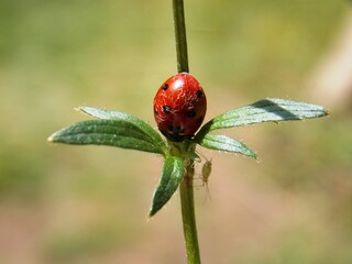 Fototapeta premium red ladybug on a plant