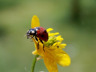 red ladybug on a plant © oljasimovic