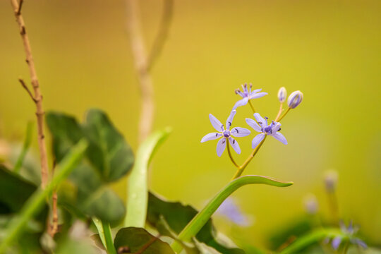 Close Up of Small Purple Scilla Flower Blossoms and Buds in Spring